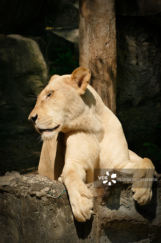 狮子侧卧在岩石上睡觉。图片素材