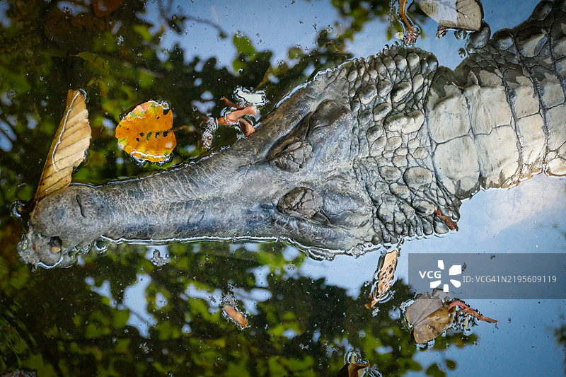 托米斯托马鳄图片素材