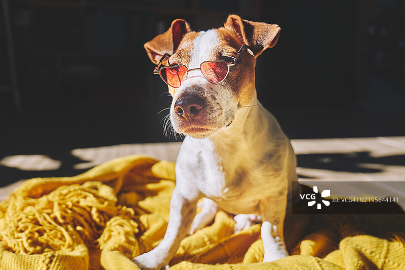 可爱的搞笑杰克拉塞尔梗狗，戴着心形粉色太阳镜。打扮成人的宠物。情人节。图片素材