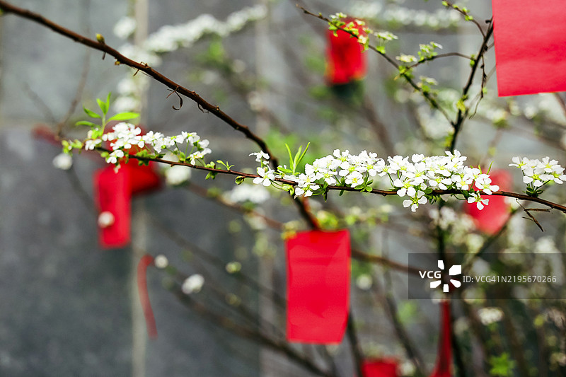 越南农历新年装饰与鸽子兰花图片素材