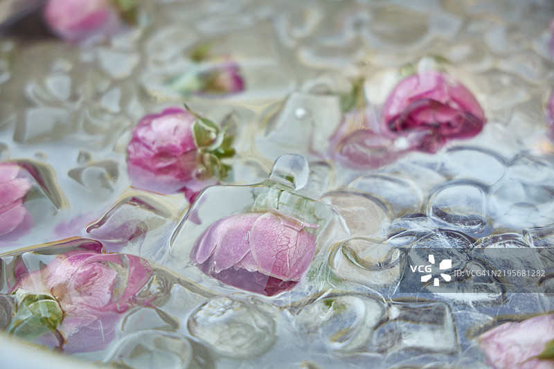 冰块中嵌入冷冻玫瑰——一种新的美学享受和装饰形式。图片素材