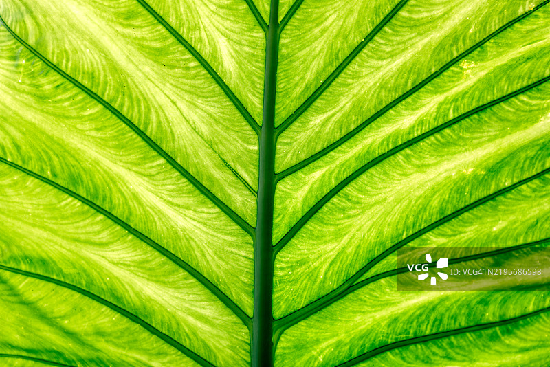 热带叶脉和叶子纹理特写图片素材