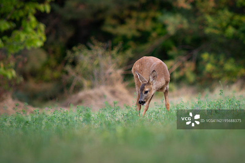 一只年轻的鹿在森林空地上吃嫩三叶草图片素材