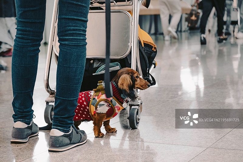 在机场出发大厅等待的旅行小狗，准备飞往新的目的地图片素材
