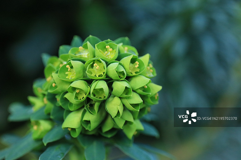 盛开的驴尾草（Euphorbia myrsinites）花头特写图片素材