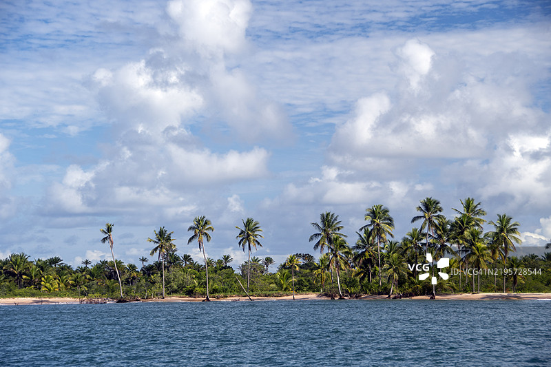 椰子树。巴伊亚州伊塔卡雷，巴西图片素材
