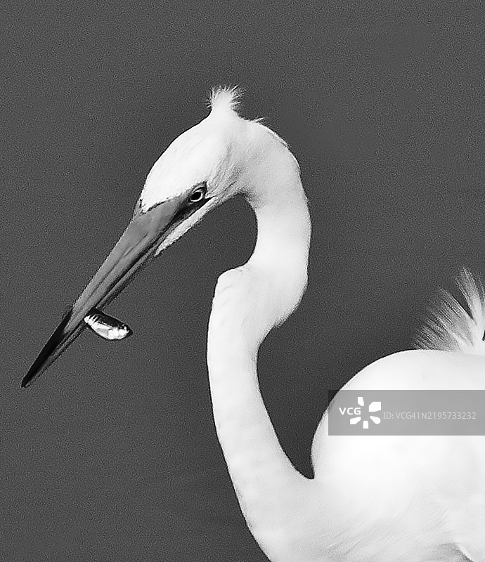 白鹭与鱼_1图片素材