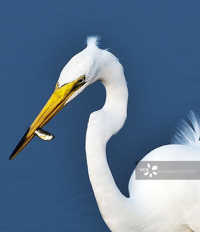 白鹭与鱼图片素材