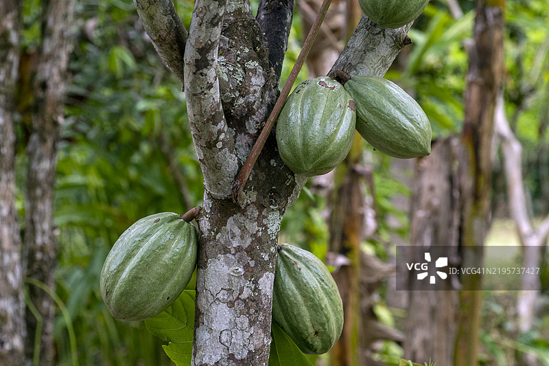 可可树（可可豆树）图片素材