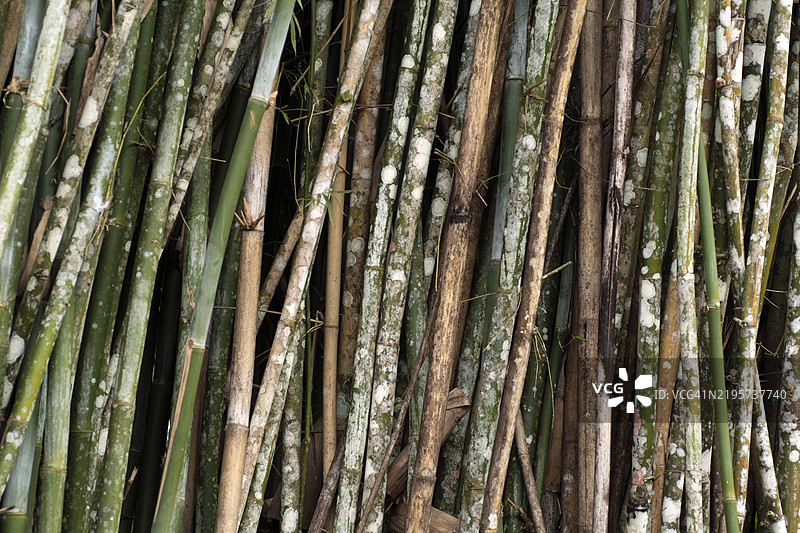 竹林中的竹枝。图片素材