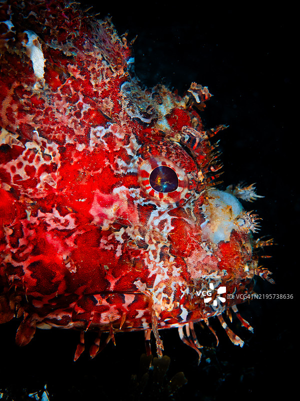 鱼的肖像。地中海水下摄影中的蝎子鱼（Scorpaena scrofa）。黑色背景。图片素材