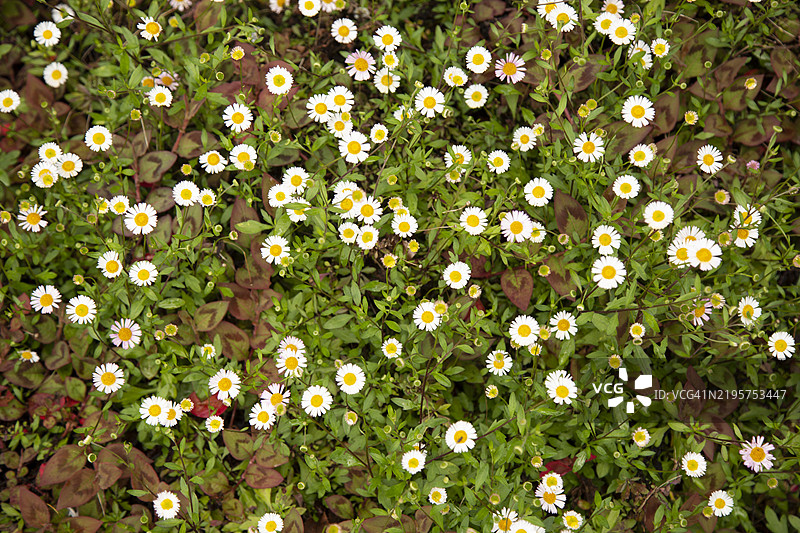 新西兰奥克兰一簇密集的白色和黄色雏菊状花朵，伴有绿色叶子图片素材