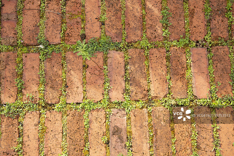 新西兰奥克兰砖铺路缝隙中生长的绿色植物图片素材