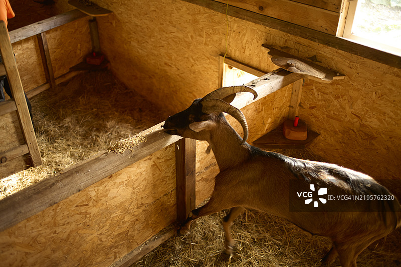 一只棕色山羊在木制谷仓里查看下一个小屋，德国勃兰登堡图片素材