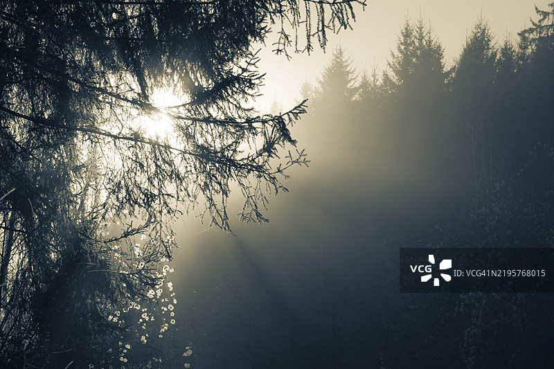 黄昏的光线，阳光洒落在森林边缘，莱奥本，施蒂利亚，奥地利，欧洲图片素材