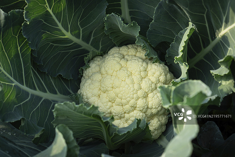 新鲜的花椰菜头 nestled 在生机勃勃的绿色叶子中，准备收获的健康蔬菜。图片素材