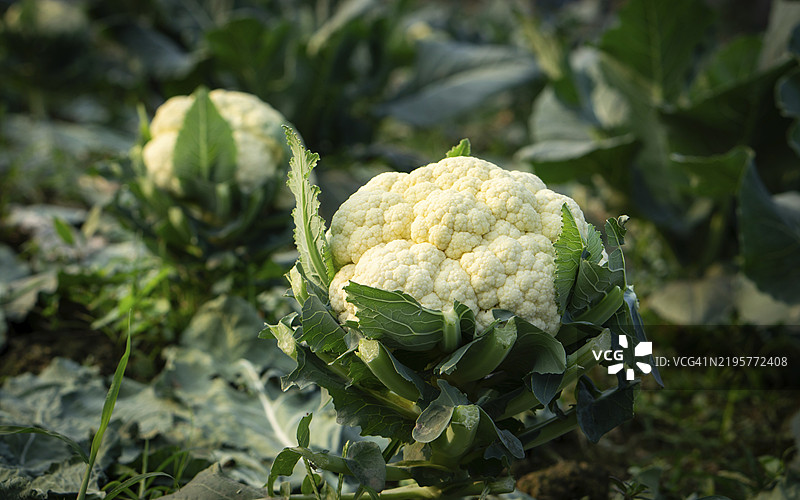 新鲜的花椰菜在田野中生长。它们已经成熟，准备收获，这些健康的蔬菜充满了风味。图片素材