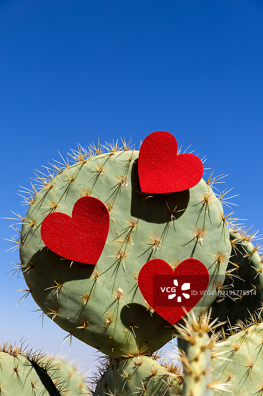 带有情人节心形毛毡的野生刺猬仙人掌和蓝天图片素材