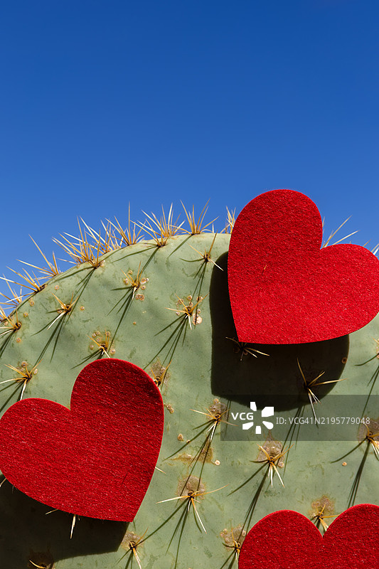 特写镜头展示了一株野生的刺人仙人掌，上面装饰着红色的毛毡情人节心形图案，背景是蓝天。图片素材