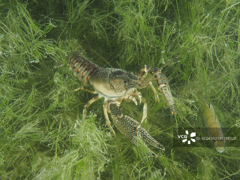 美国小龙虾（Faxonius limosus），入侵物种，在清澈的水中穿过绿色藻类，Wildsau潜水点，贝尔林根，博登湖，瑞士，欧洲图片素材