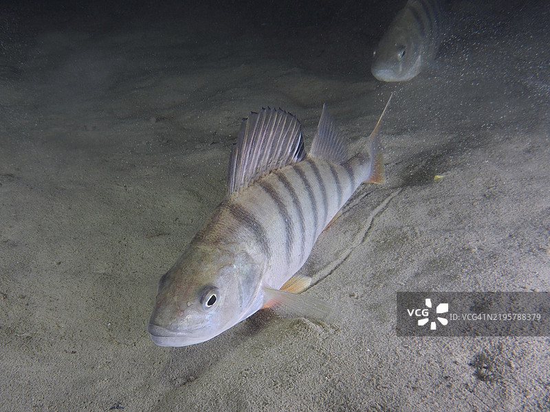 条纹鲈鱼(Perca fluviatilis),Egli,Kretzer在夜间游弋于沙质底部,潜水地点Ermitage,库斯纳赫特,苏黎世湖,苏黎世州,瑞士,欧洲图片素材