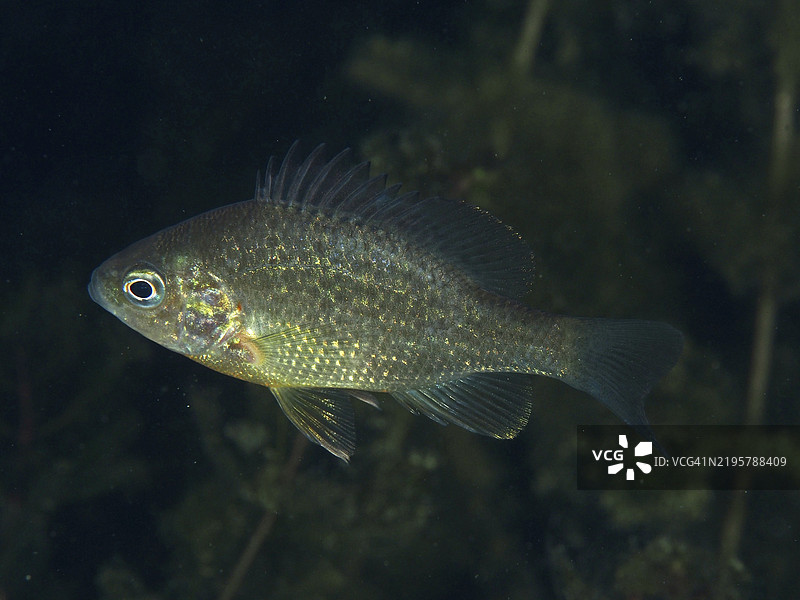 一只闪亮的南方太阳鱼（Lepomis gibbosus）在夜间穿过水生植物，潜水地点为瑞士苏黎世湖赫尔利贝格的里夫·威廉姆斯。图片素材