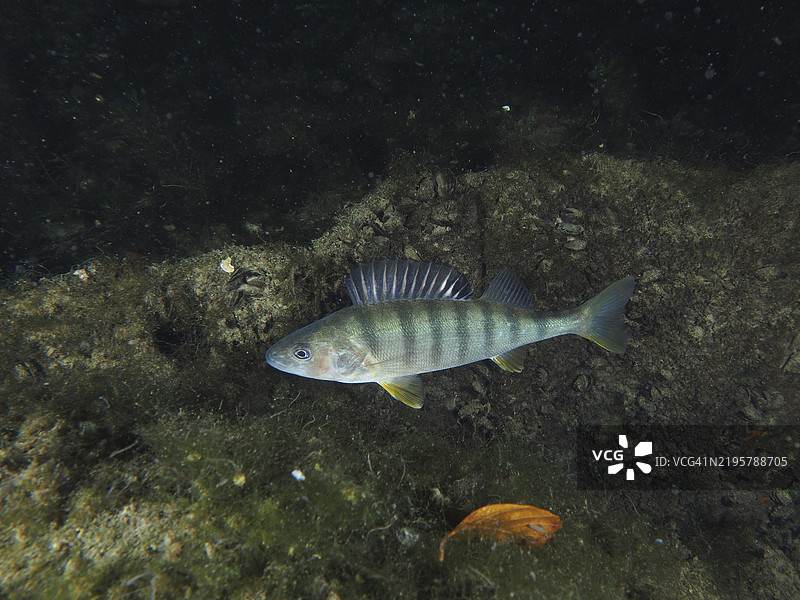 条纹鲈鱼（Perca fluviatilis），在黑暗的水下景观中游动，潜水地点：Zollbrücke，瑞士苏黎世州，莱茵河，德国，欧洲图片素材