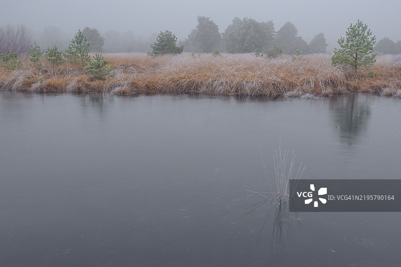 冰冻的沼泽池塘景观，覆盖着白霜的植物，风景照片，自然照片，植物，动物，横向构图，雾，树木，草地，森林区域，冬季，雪，冰，霜，寒冷，季节，温馨，尼恩堡，下萨克森，德国，欧洲图片素材