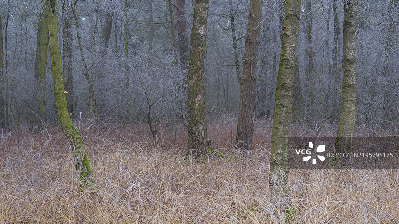 冰冻的草地和白桦树在森林中的景观，风景照片，自然照片，植物，动物，横向构图，树木，草地，森林区域，冬季，雪，冰，霜，寒冷，季节，温馨，德国下萨克森州汉诺威地区纽斯塔特阿姆吕本贝格图片素材