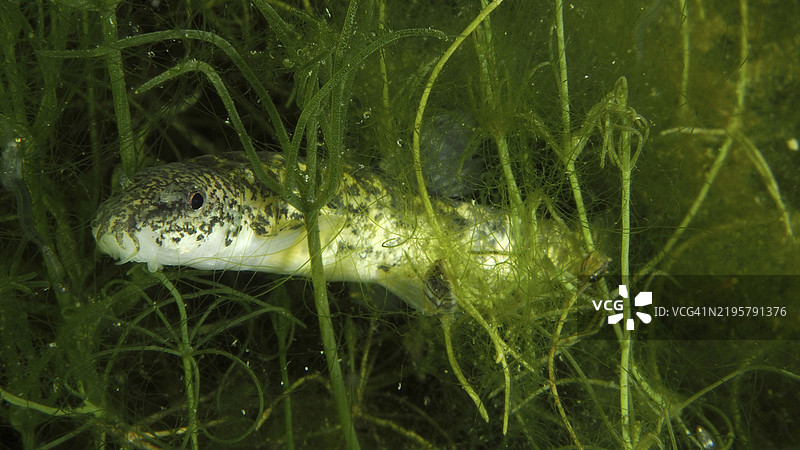普通泥鳅（Barbatula barbatula）在浓密的绿色水下植物中潜游，潜水地点：Wildsau，贝尔林根，博登湖，瑞士，德国，欧洲图片素材