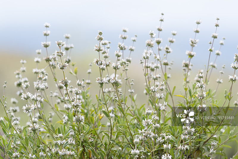 鼠尾草海洋图片素材