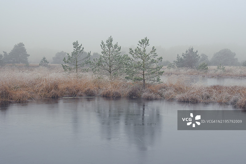 冰冻的沼泽池塘景观，覆盖着白霜的植物，风景照片，自然照片，植物，动物，横向构图，雾，树木，草地，森林区域，冬季，雪，冰，霜，寒冷，季节，温馨，尼恩堡，下萨克森，德国，欧洲图片素材