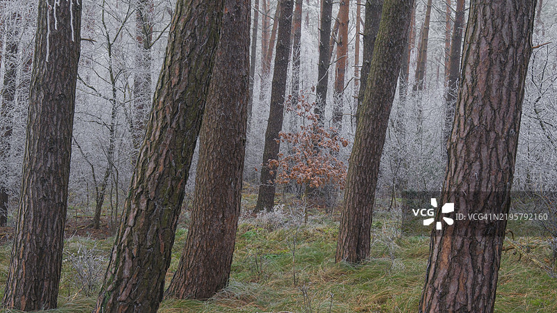 一棵小橡树在云霜覆盖的云杉森林中静静伫立，风景照片，自然照片，植物，动物，横向构图，树木，草地，森林区域，冬季，雪，冰，霜，寒冷，季节，温馨，纽斯塔特·阿姆·吕本贝格，汉诺威地区，下萨克森州图片素材