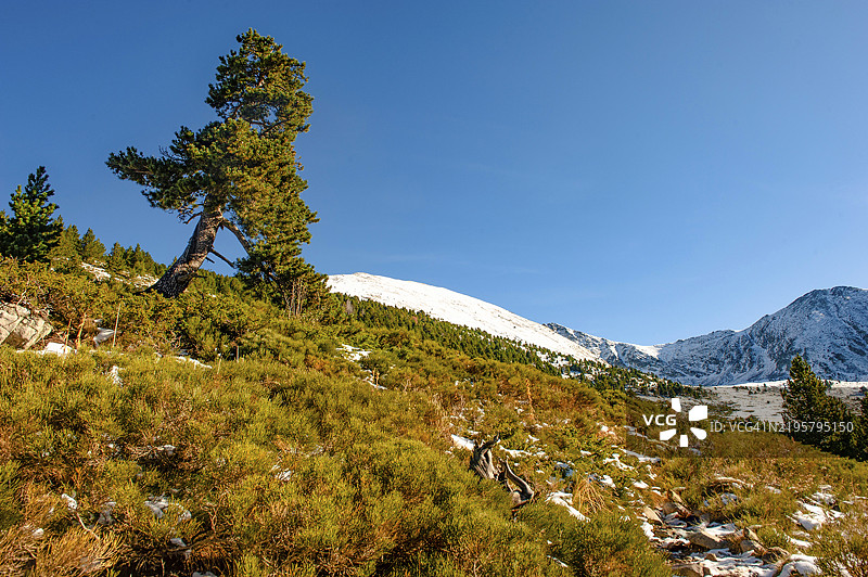 法国奥克西塔尼大区皮尔尼山脉的卡尼古山马里亚尔斯段的松树高山植被图片素材