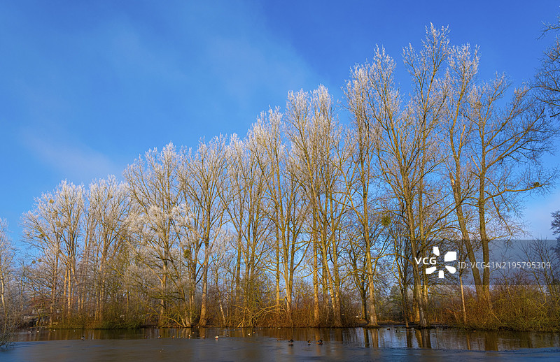 在德国下萨克森州布伦瑞克-里达豪森，一片小部分结冰的湖岸边，树木上覆盖着霜花，蓝天映衬着美丽的景色。图片素材