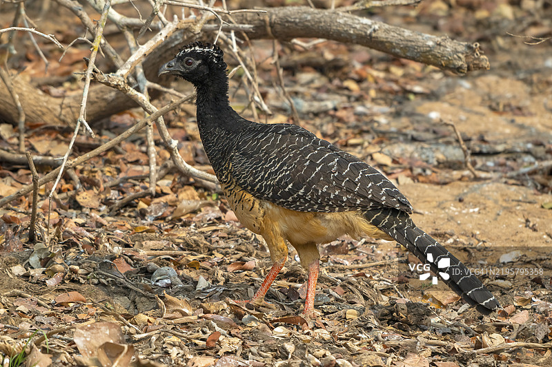 光脸霍克鸟（Crax fasciolata），雌性，母鸟，晨光，潘塔纳尔，内陆，湿地，联合国教科文组织生物圈保护区，世界遗产，湿地，巴西马托格罗索，南美洲图片素材