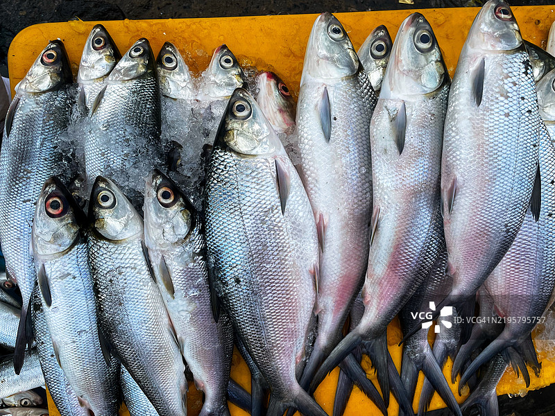 新鲜鱼的特写镜头图片素材
