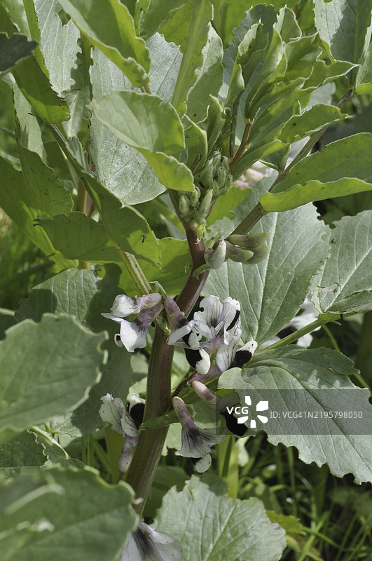 花园中的蚕豆盛开图片素材