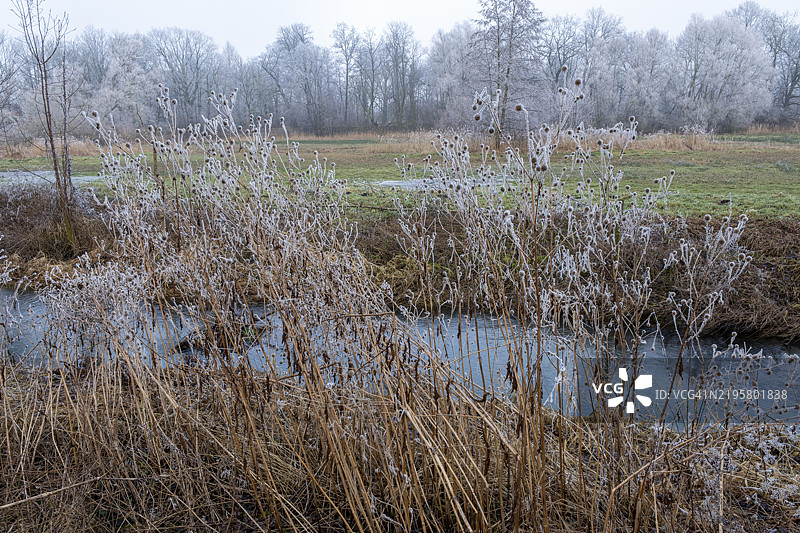 德国下萨克森州布伦瑞克-里达豪森溪边的霜冻草丛图片素材