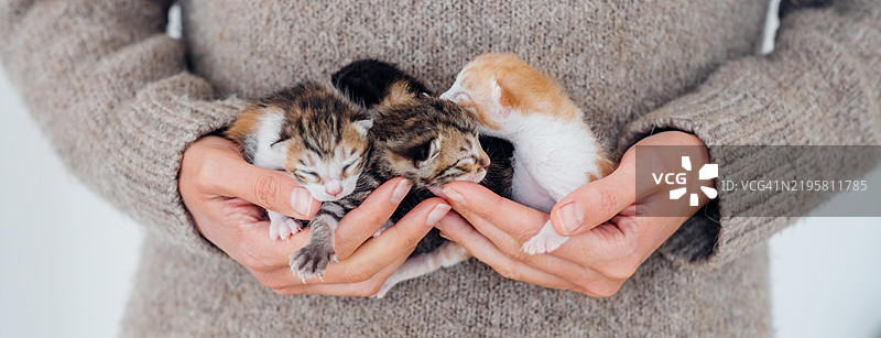 女性的手握着刚出生的盲小猫，正在安静地睡觉。搞笑的家养动物。横幅。图片素材