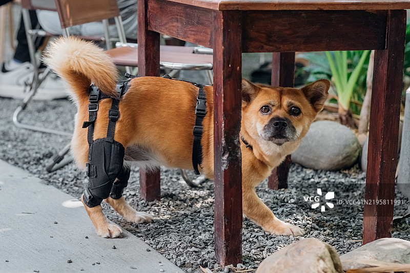 小狗穿着支撑性步行背带，享受着热闹咖啡馆的氛围。图片素材