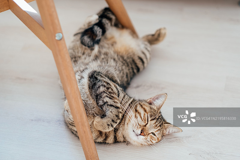 发情的家猫仰卧在地板上放松并喵喵叫。图片素材