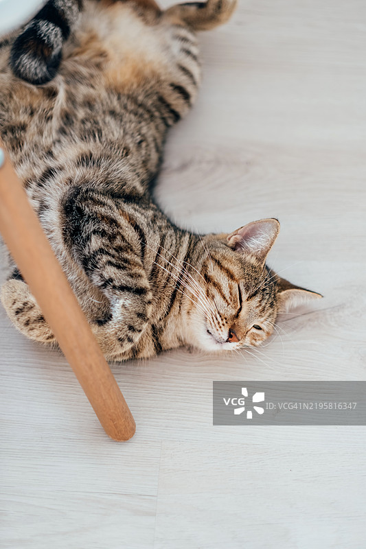 发情的家猫仰卧在地板上喵喵叫。虎斑猫蜷缩在浅色木地板上，部分藏在家具下面。图片素材