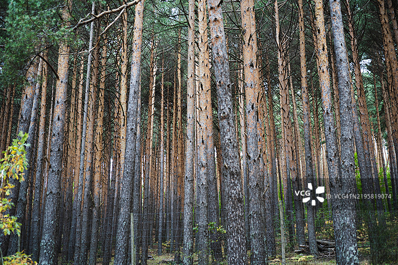松树林图片素材