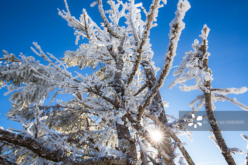 被阳光照亮的山中蓝天下的冰冻树木。图片素材