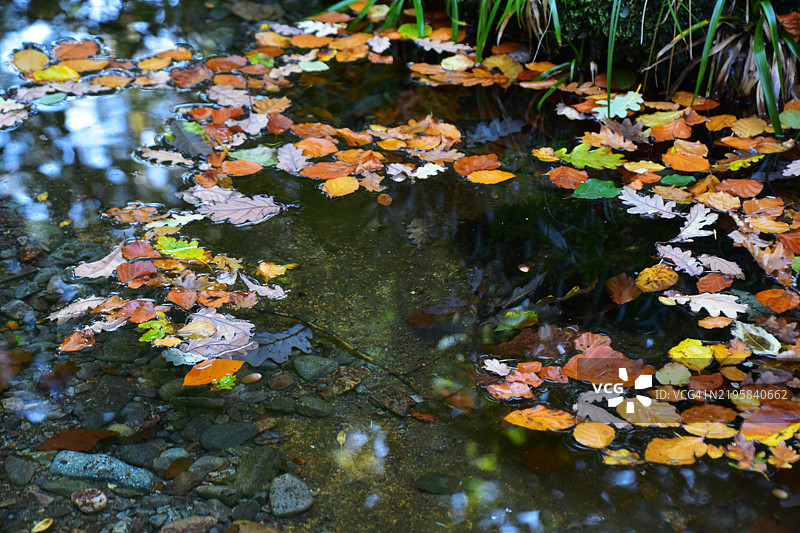 漂浮的叶子图片素材