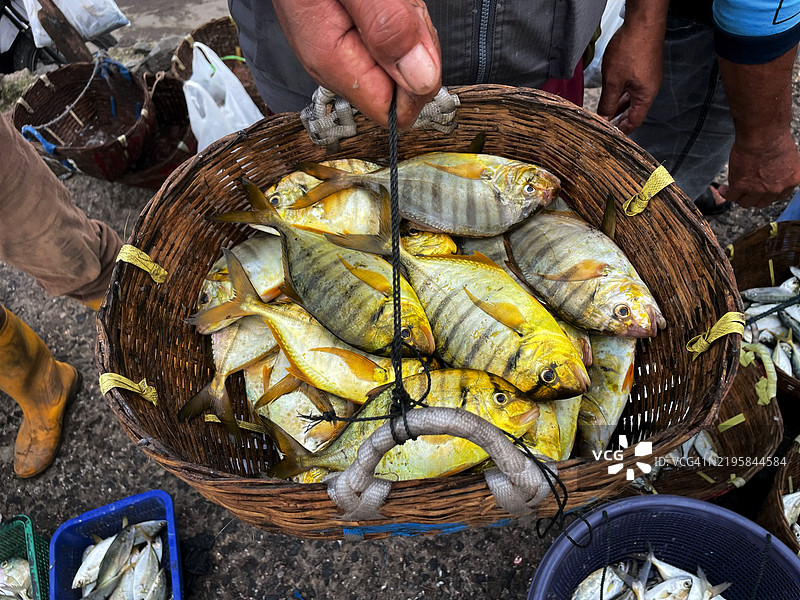 新鲜的鲹鱼图片素材