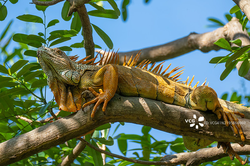 刺尾蜥蜴为镜头摆姿势图片素材