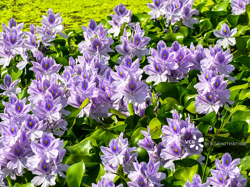 水葫芦 - 厚叶菱角图片素材