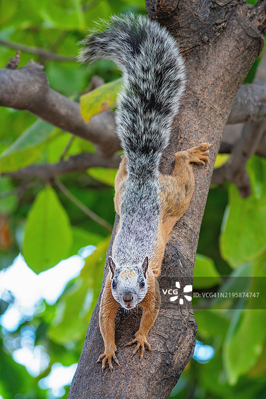 树上的斑驳松鼠特写图片素材
